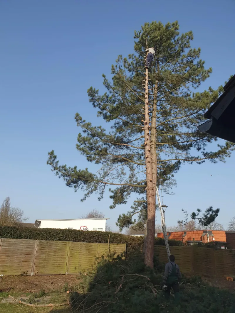 Hohe Kiefer, deren Stamm von oben her entastet ist, daneben eine angelehnte Leiter vor blauem Himmel