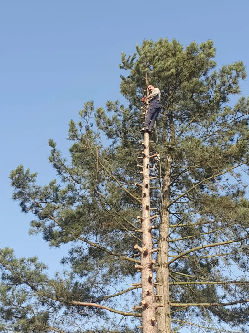 Hohe, bis unter die Krone entastete Kiefer vor blauem Himmel, oben am Stamm ein Baumpfleger